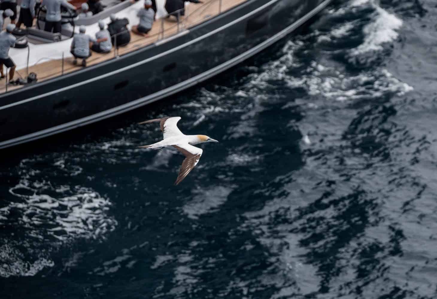 Benetti_MC_Seagull-1460x1000